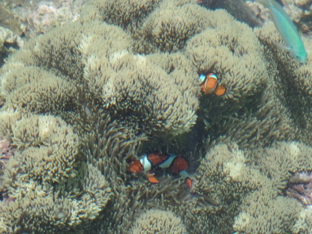 SAMSUNG CAMERA PICTURES