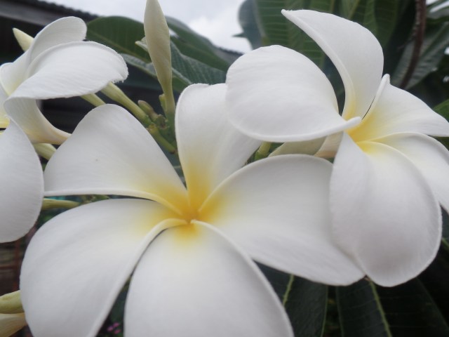 SAMSUNG CAMERA PICTURES